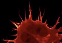 Tumorske stanice su veće jer stanica više ne prepoznaju signale tijela