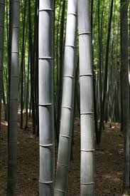 bamb