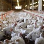 Pobuna u Italiji zbog cijepljenja protiv HPAI H5 na peradarskim farmama