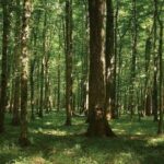 Shinrin-yoku-vrijeme provedeno u šumi smanjuje kortizol ,krvni tlak, stres i anksioznost!
