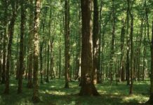 Shinrin-yoku-vrijeme provedeno u šumi smanjuje kortizol ,krvni tlak, stres i anksioznost!