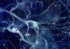 SVJETLOST MOŽE UKLJUČIVATI I ISKLJUČIVATI NEURONE