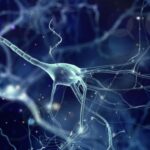 SVJETLOST MOŽE UKLJUČIVATI I ISKLJUČIVATI NEURONE